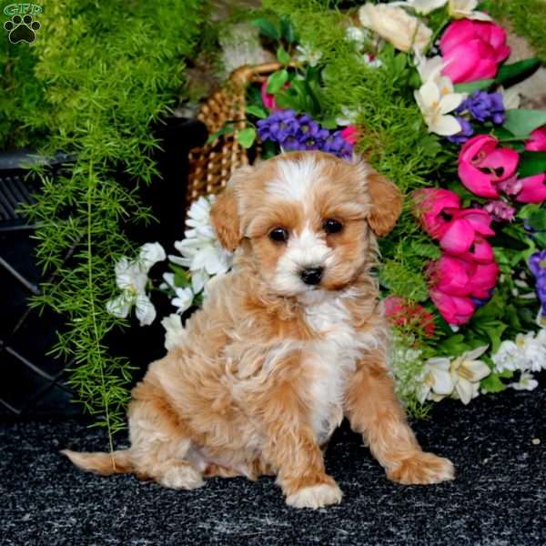 Kendall, Havapoo Puppy