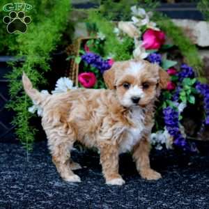 Kendall, Havapoo Puppy