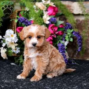 Kendall, Havapoo Puppy