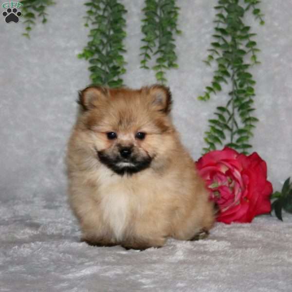 Kenton, Pomeranian Puppy