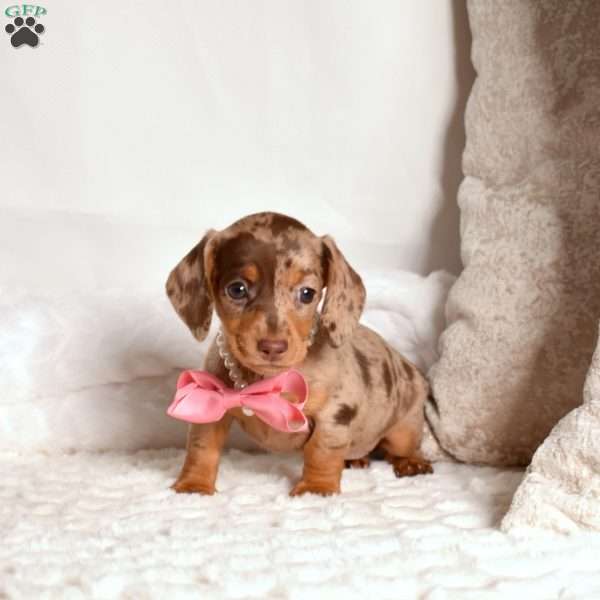 Kenzie, Dachshund Puppy