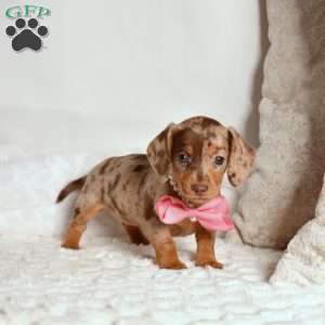 Kenzie, Dachshund Puppy