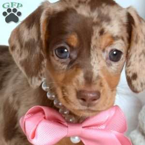 Kenzie, Dachshund Puppy