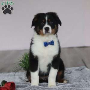 Kevin, Australian Shepherd Puppy