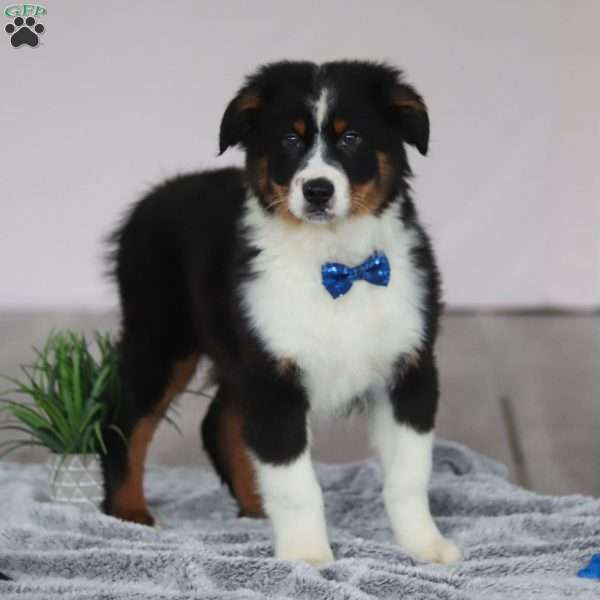Kevin, Australian Shepherd Puppy
