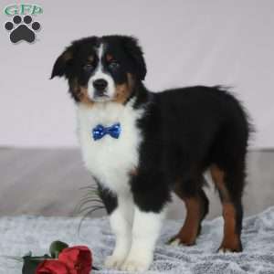 Kevin, Australian Shepherd Puppy