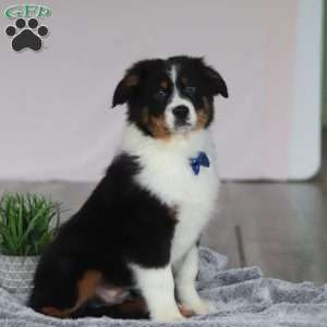 Kevin, Australian Shepherd Puppy