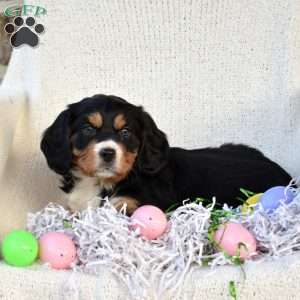 Kevin, Miniature Bernese Mountain Dog Puppy
