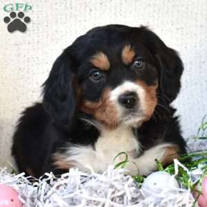 Kevin, Miniature Bernese Mountain Dog Puppy