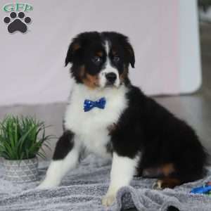 Kevin, Australian Shepherd Puppy