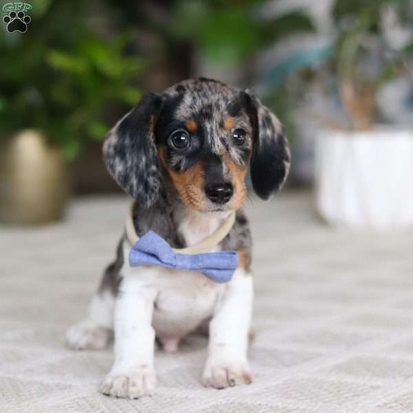 Kian, Dachshund Puppy