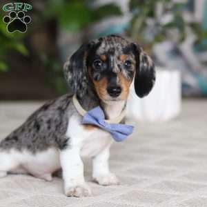 Kian, Dachshund Puppy