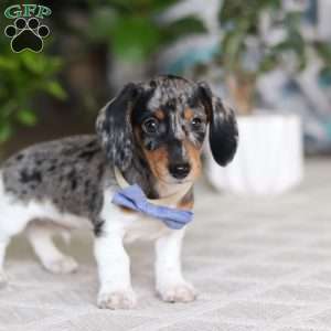 Kian, Dachshund Puppy