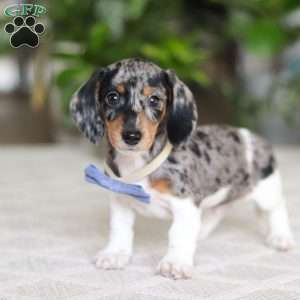 Kian, Dachshund Puppy