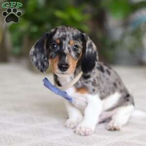 Kian, Dachshund Puppy