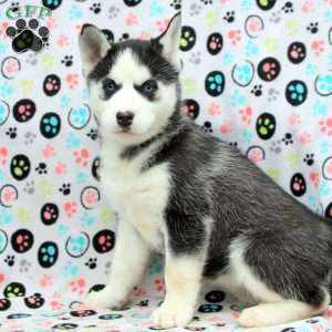 Kiara, Siberian Husky Puppy