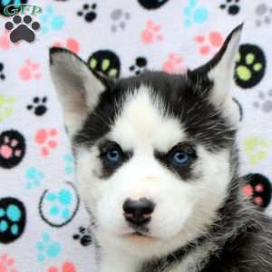 Kiara, Siberian Husky Puppy