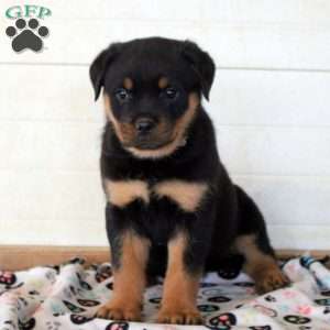 Kiera, Rottweiler Puppy