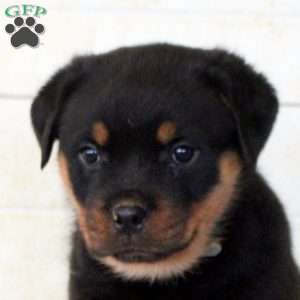 Kiera, Rottweiler Puppy