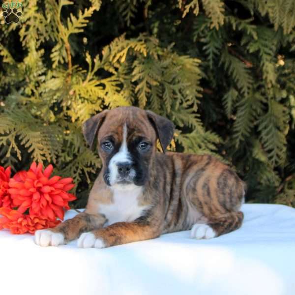 Kieran, Boxer Puppy