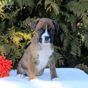 Kieran, Boxer Puppy