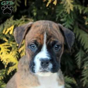 Kieran, Boxer Puppy
