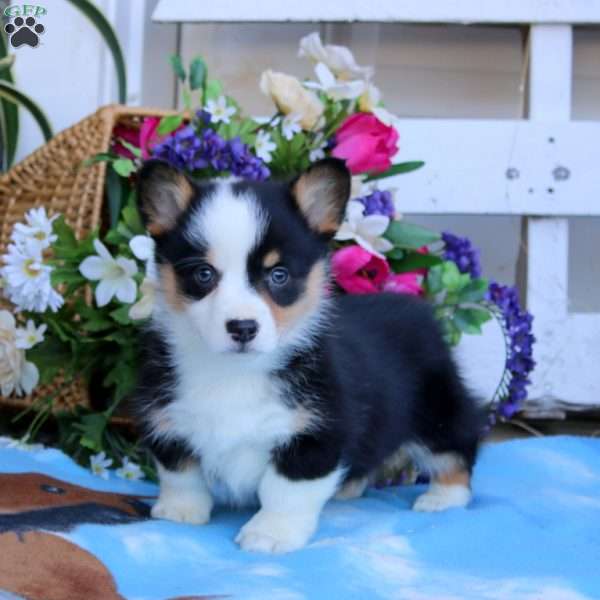 Kierra, Pembroke Welsh Corgi Puppy