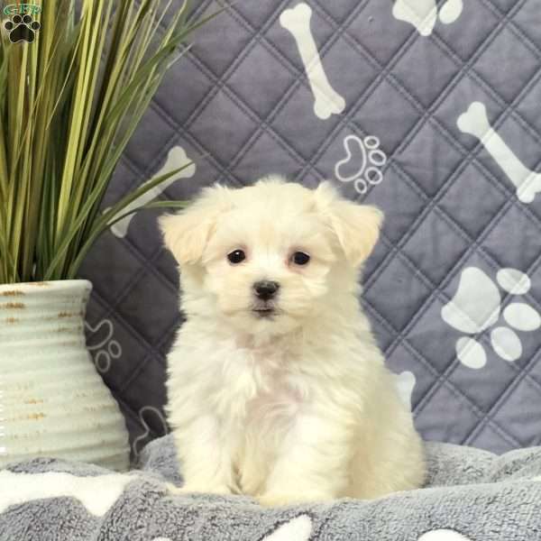 Kiki, Maltichon Puppy