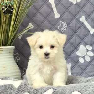 Kiki, Maltichon Puppy