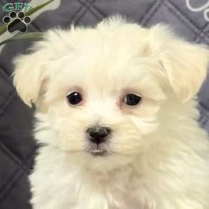 Kiki, Maltichon Puppy