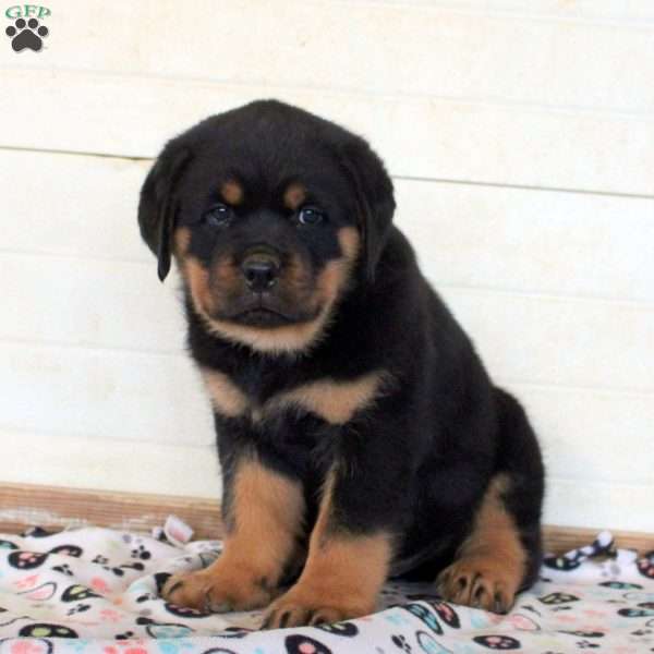 Killian, Rottweiler Puppy
