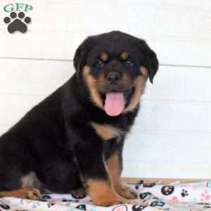 Killian, Rottweiler Puppy