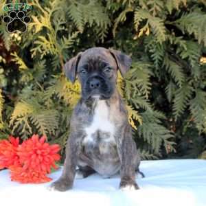 Killian, Boxer Puppy