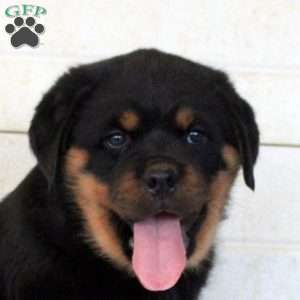 Killian, Rottweiler Puppy