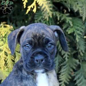 Killian, Boxer Puppy