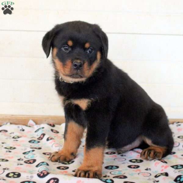Kiran, Rottweiler Puppy