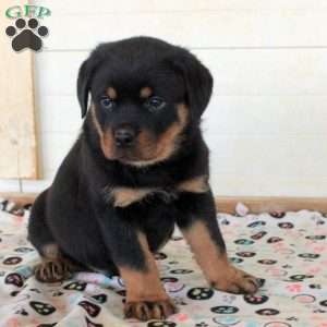 Kiran, Rottweiler Puppy
