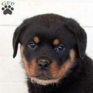 Kiran, Rottweiler Puppy