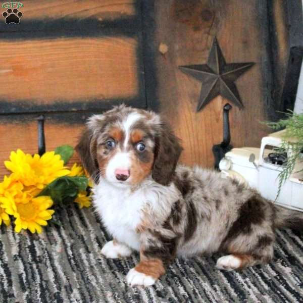 Kirk, Dachshund Puppy