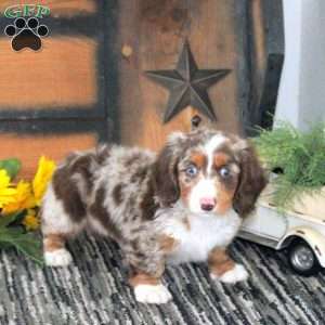 Kirk, Dachshund Puppy