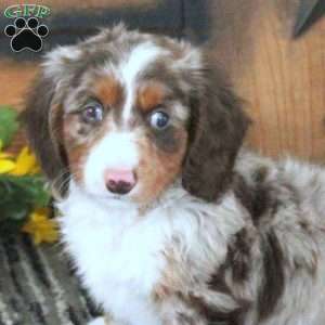 Kirk, Dachshund Puppy