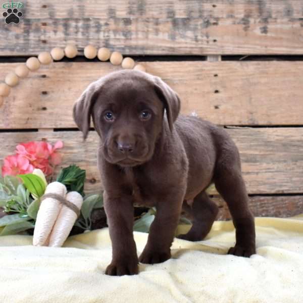 Kit Kat, Boxador Puppy