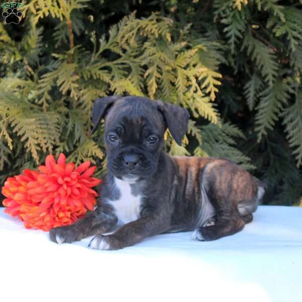 Knox, Boxer Puppy