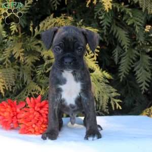 Knox, Boxer Puppy