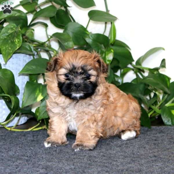 Kody, Shih-Poo Puppy