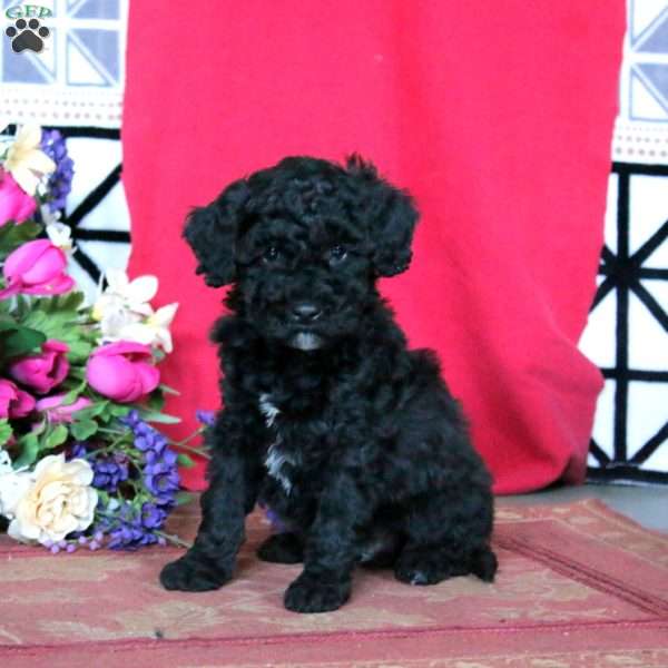 Kody, Miniature Poodle Puppy