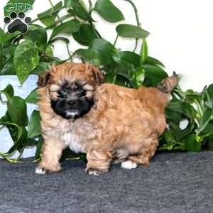 Kody, Shih-Poo Puppy