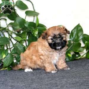 Kody, Shih-Poo Puppy