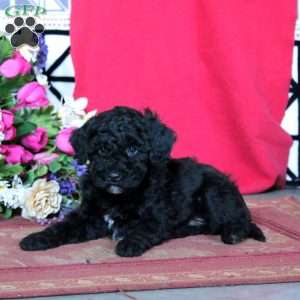 Kody, Miniature Poodle Puppy