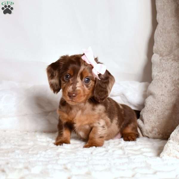 Koko, Dachshund Puppy